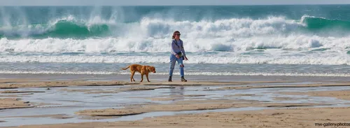 This landscape photograph shows a person walking a dog along the sandy beach at Sennen Cove, Cornwall, on the coast of the United Kingdom. It is afternoon in early spring, indicated by the fresh look of the beach and the crisp sunlight. The beach scene captures dynamic waves crashing onto the shore, typical of the area's natural coastal environment, with both people and dogs enjoying the outdoors. Nature is prominent in the image, with the forceful Atlantic Ocean providing a dramatic backdrop to the leisurely activity.
